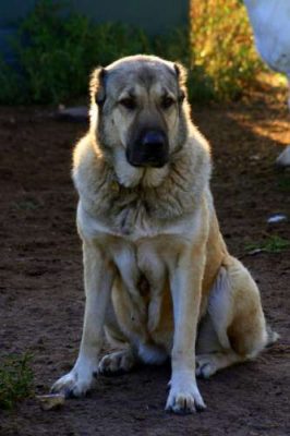Armenian Wolfhound_Gambr_Gampr
