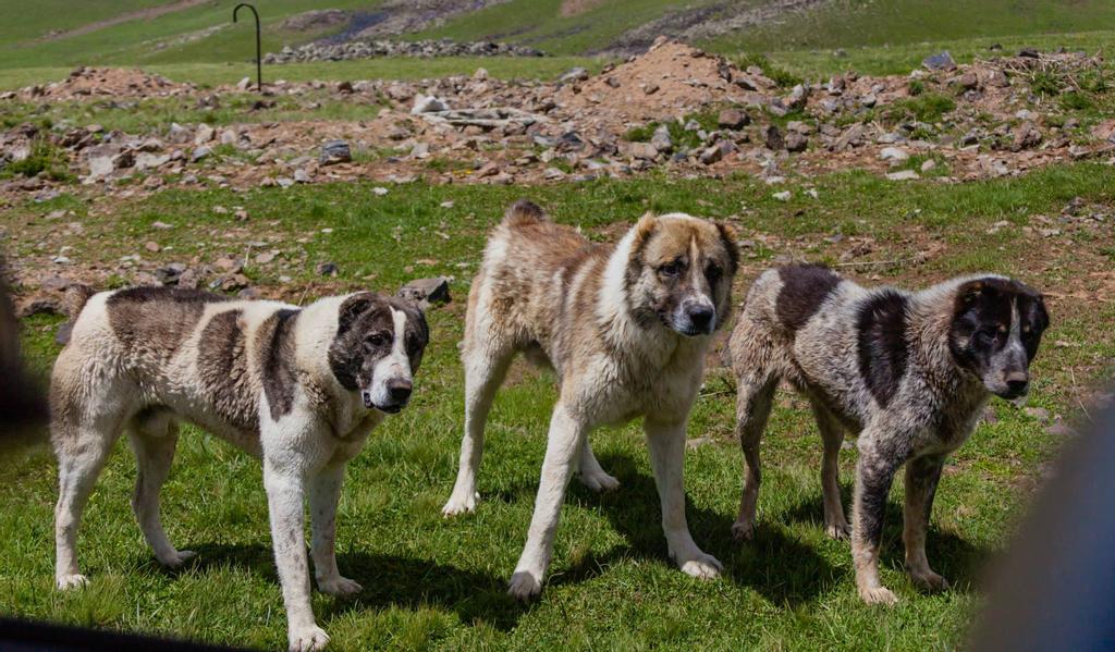Gambr_Gampr_Armenian Wolfhounds